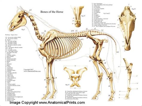 Animal Chiropractic | 【Work】Centaur | Pinterest | The horse, Skeleton anatomy and The o'jays