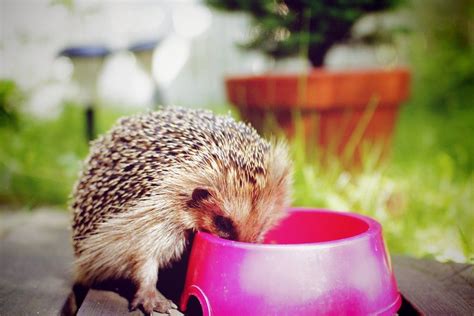 10 of the Cutest Exotic Pets | Hedgehogs and Animal