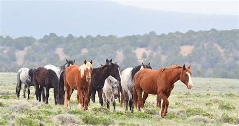 Is there any wild horses in canada