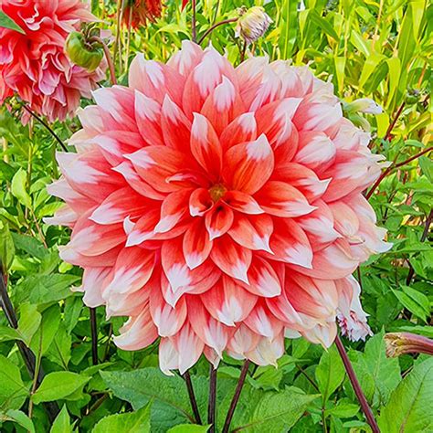 Buy Holland Festival Dahlia | Decorative Dahlias | Breck's