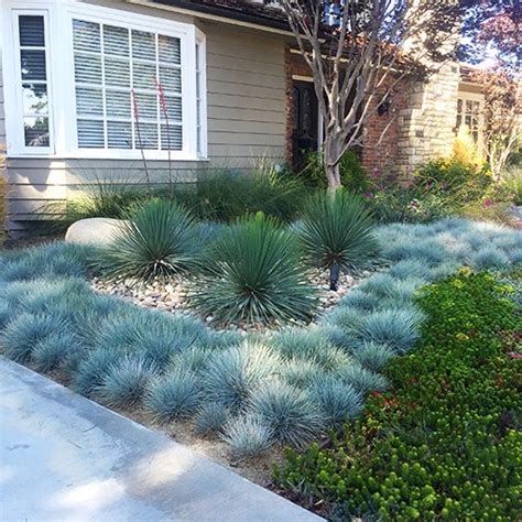 Elijah Blue Fescue | Blue fescue, Xeriscape front yard, Landscape design