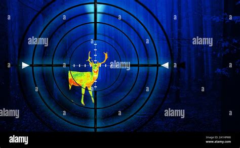 Hunting a deer in a forest at night using thermal imaging. Scope view ...