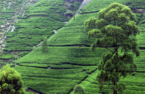 File:Tea plantation near Kandy, Sri Lanka.jpg - Wikipedia