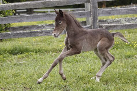 Adorable gray filly | Horses, Filly, Rocky mountains