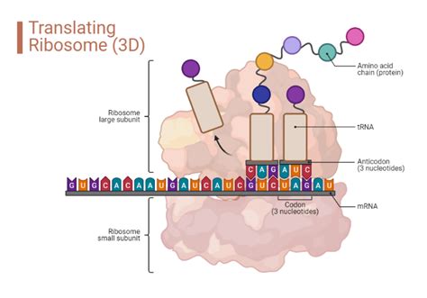 Translating Ribosome (3D) | BioRender Science Templates