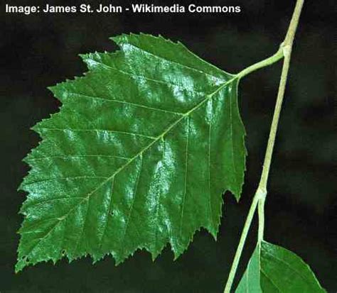 Types of Birch Tree Leaves — Identification Guide With Pictures