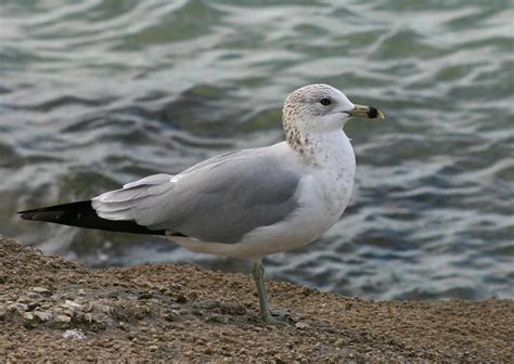 2012 November Ring-billed Gull Bird-of-the-Month – Audubon Everglades