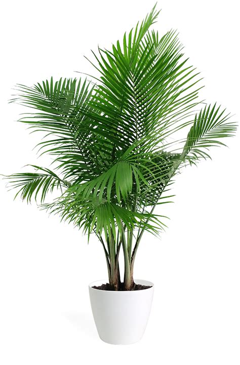 Majesty Palm Houseplant – Chelsea Garden Center