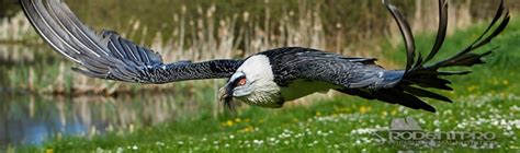 Ten of the Largest Birds of Prey in the World