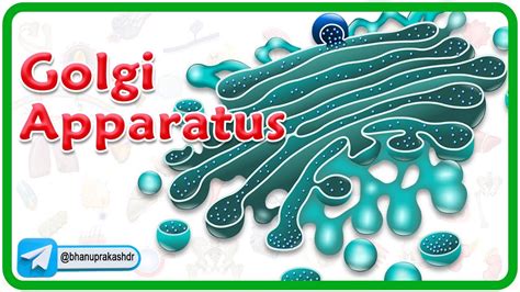 Golgi Apparatus Animation (Dictyosome) Structure and Function : Cell Physiology - YouTube