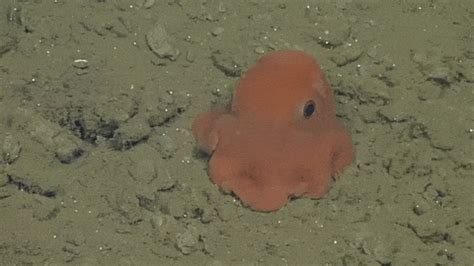 Octopus GIFs - Find & Share on GIPHY