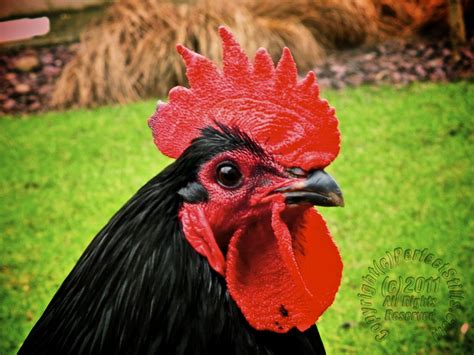 Australorp Rooster | A Show Bird from Castle Farm in Wales. … | Flickr