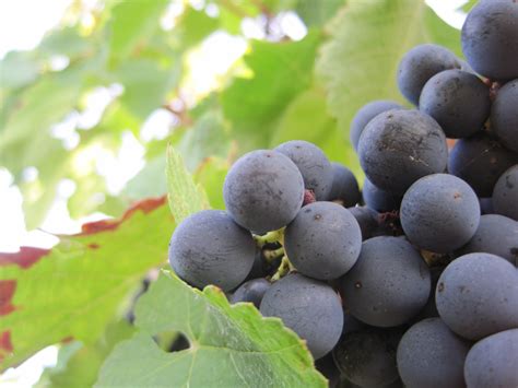 Merlot Wine Grapes, Flavor, Character, History, Wine Food Pairing Tips