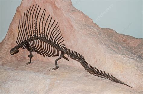 Dimetrodon Skeleton - Stock Image - C028/5769 - Science Photo Library