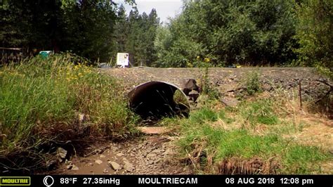 Wild Steelhead Habitat Restoration in Idaho - YouTube