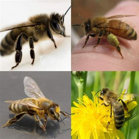 What are Best Types of Honey Bees? | Types of honey bees, Types of honey, Bee