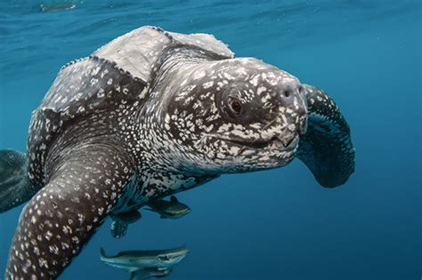 Leatherback Sea Turtle (Dermochelys coriacea) - Sea Turtle Camp