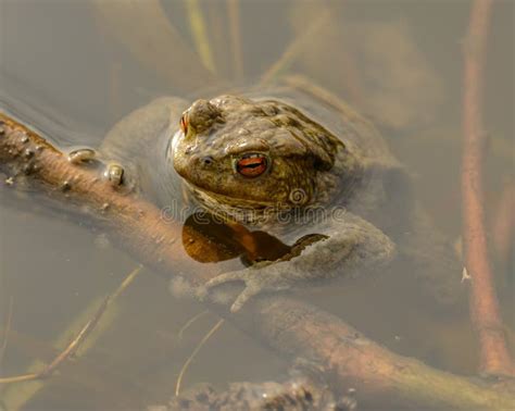 Sapo del agua foto de archivo. Imagen de nadada, agua - 34142984