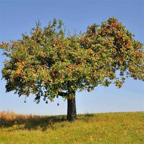 Are Honeycrisp Apples Self Pollinating? How to Hand-Pollinate Honeycrisp Apples - FarmingThing.com