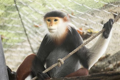 Monkeys in zoos have human gut bacteria | University of Minnesota