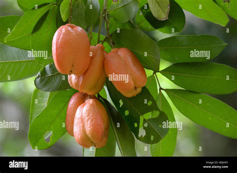 Ackee fruit tree hi-res stock photography and images - Alamy