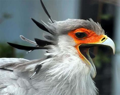 Top 10 African Birds Of Prey - The Best Top Raptures In Africa