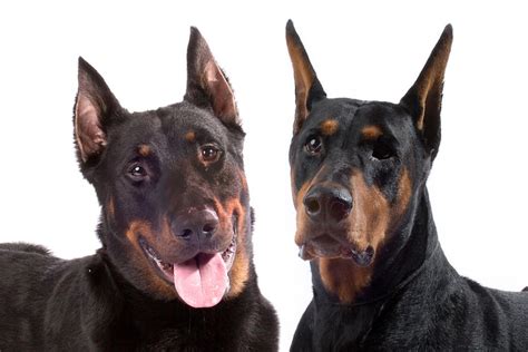 Are Dobermans Bigger Than Rottweilers