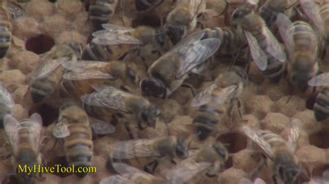 T&S Bee Farm - Creative Commons License - Video Gallery