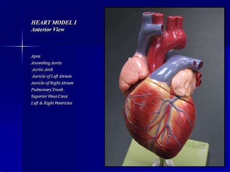 Heart Model Labeled Posterior