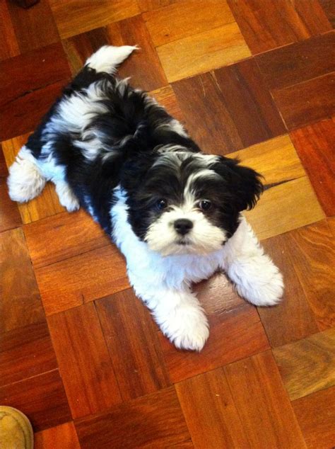 20 best images about shih tzu & malteese & poodle mix on Pinterest