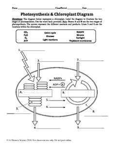 Cellular Respiration Worksheet | Cellular respiration, Biology worksheet, Photosynthesis and ...