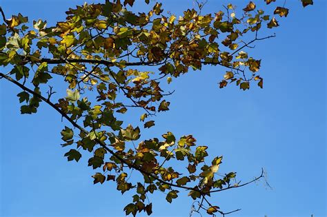 Free photo: Tree, Leaves, Green, Leaf, Autumn - Free Image on Pixabay ...