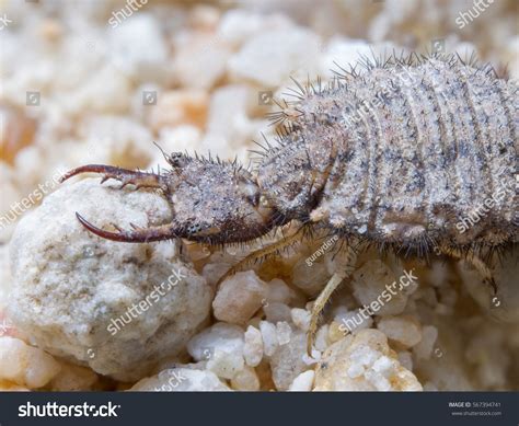 Ant Lion Larva On Sand Huge Stock Photo 567394741 | Shutterstock