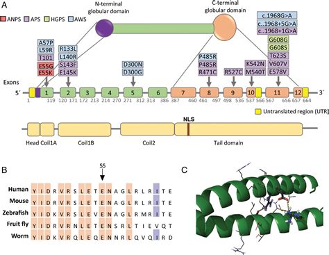 Novel LMNA mutations cause an aggressive atypical neonatal progeria without progerin ...