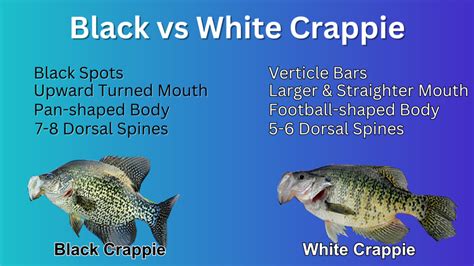 Black vs White Crappie: Simplifying the Differences - Bear's Den Lodge ...