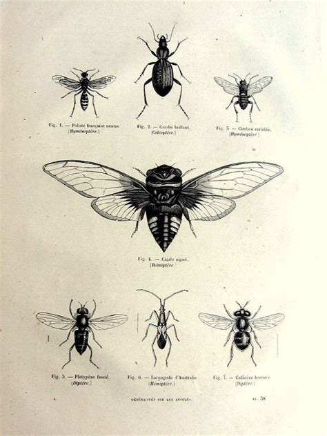 Pin on Illustrations of insects