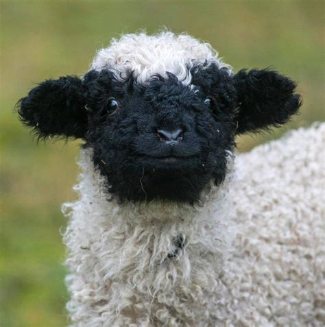 Just a Valais Blacknose Sheep smiling back at you : r/aww