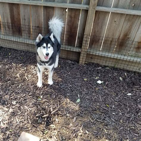 No-Dig Fence For Dogs - Dig Proof Dog Fence Kit | Dog Proofer