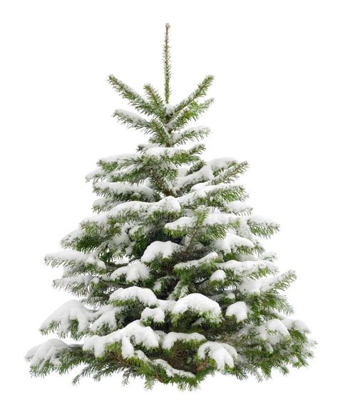 Perfekter Kleiner Weihnachtsbaum Im Schnee Stockbild - Bild von feier ...