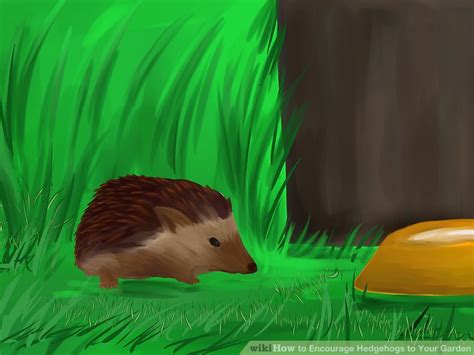 How to Encourage Hedgehogs to Your Garden: 4 Steps (with Pictures)