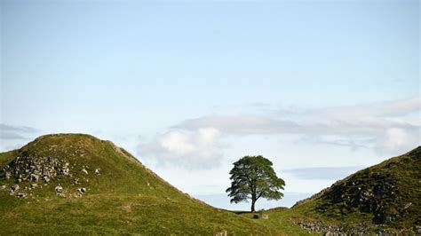 There's a Competition for the Best Tree (Yes, Tree) in Europe | Condé ...