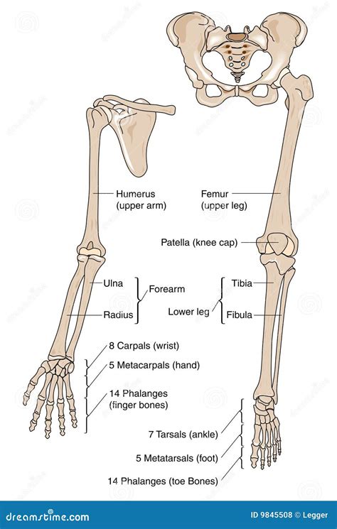 [DIAGRAM] Diagram Of Lower Limb Bones - MYDIAGRAM.ONLINE