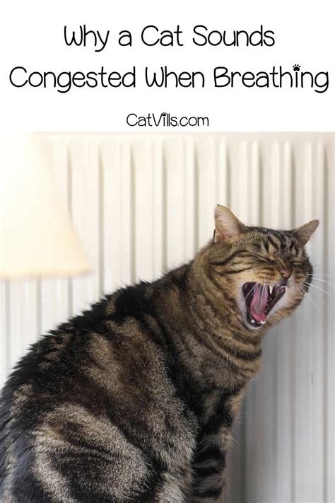 16 Shocking Reasons Why Cat Sounds Congested When Breathing