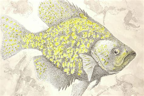 Black Crappie Drawing by Tim Shape - Fine Art America