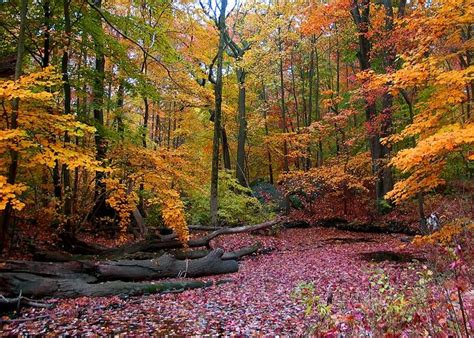 Autumn in New England | Scenic Fall Foliage