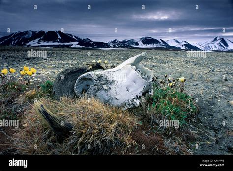 Musk ox skull North Peary Land Northeast Greenland National Park ...