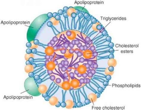 Pathophysiology Lipid and Lipoprotein Metabolism - Pharmacotherapy Principles