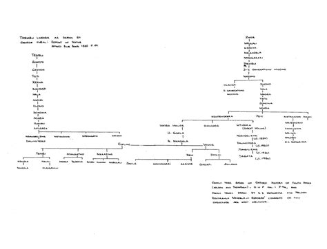 Nelson Mandela Family Tree | South African History Online