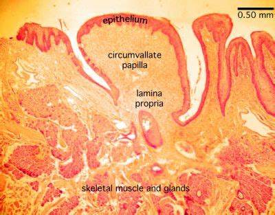 Tongue Histology - Tongue (labels) - histology slide