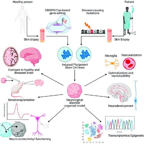 Potential and limitations of 2D cell culture systems, 3D organoid ...